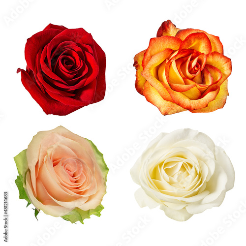 Four different rose s  bloom isolated on white background with clipping path