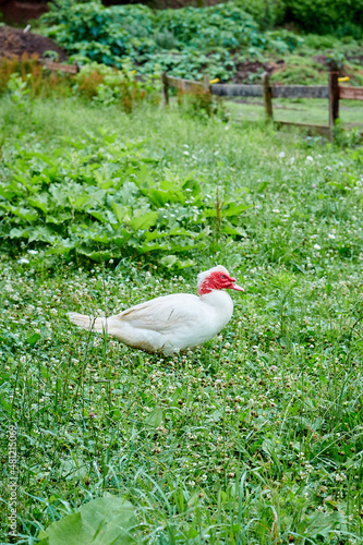 White Headed Muscovy Duck Walking in Grass with Red Fence in Background