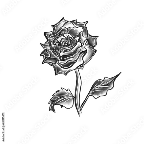 Vector pencil sketch of a garden rose, black lines