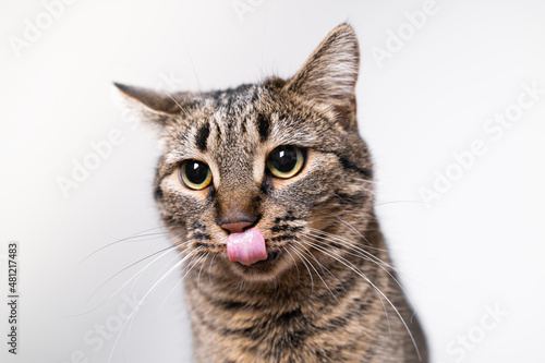 Close-up view of a striped mixed-breed cat licking lips isolated on white. Animals and pets concept. Stock photo