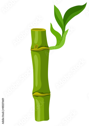 Illustration of green bamboo stem and leaves. Decorative exotic plants of tropic jungle.