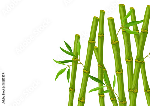Background with green bamboo stems and leaves. Decorative exotic plants of tropic jungle.
