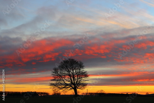 Silhouette of a Alder Tree at Sunset. County Durham, England, UK.