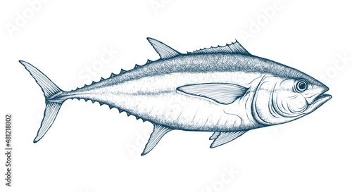 Tuna fish vector sketch. Bigeye, yellowfin, albacore tuna. Ocean fish retro style illustration. Saltwater fishing doodle. photo