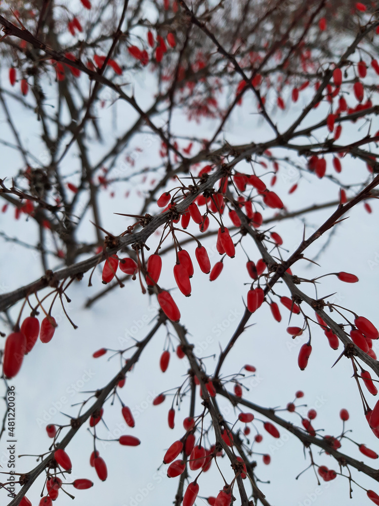 Barberry berries on branches in winter. Barberry in winter. red berries Barberry berries on branches in winter. Barberry in winter. red berries