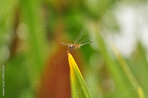 Photography dragonfly on a leaf
