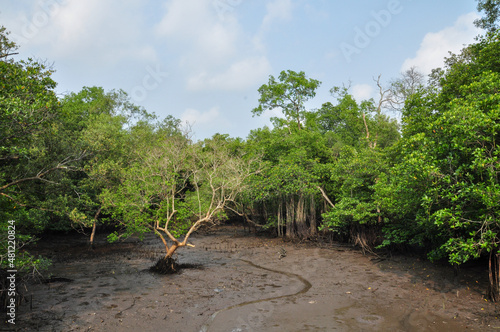 Photography Mangroves in Sungei Buloh, Singapore