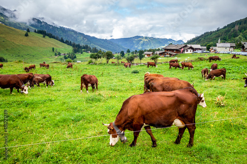 Cows in a mountain field. La Clusaz  France