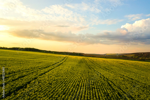 Aerial view of bright green agricultural farm field with growing rapeseed plants at sunset.