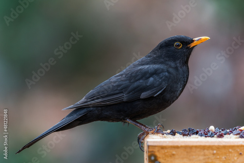 A male blackbird on a bird table