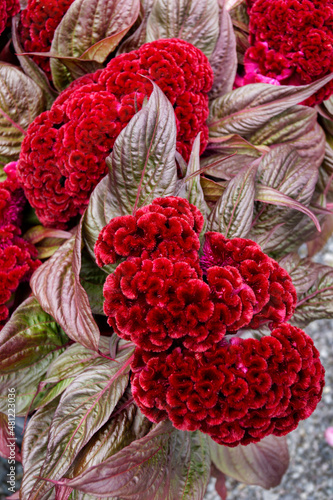 Vertical image of the crinkled red flowerhead of 'Dracula' crested cockscomb (Celosia argentea var. cristata) photo