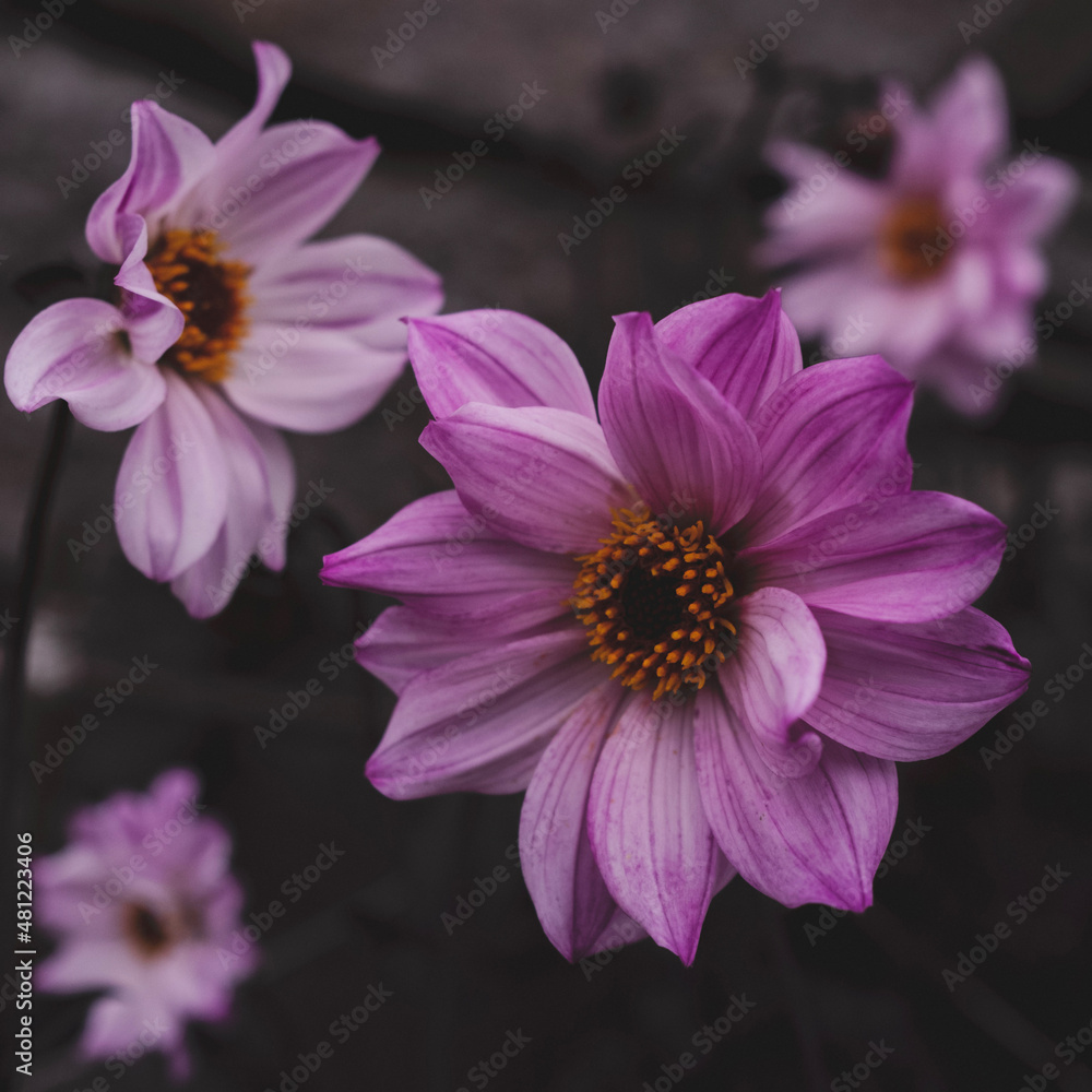 Obraz premium pink flower