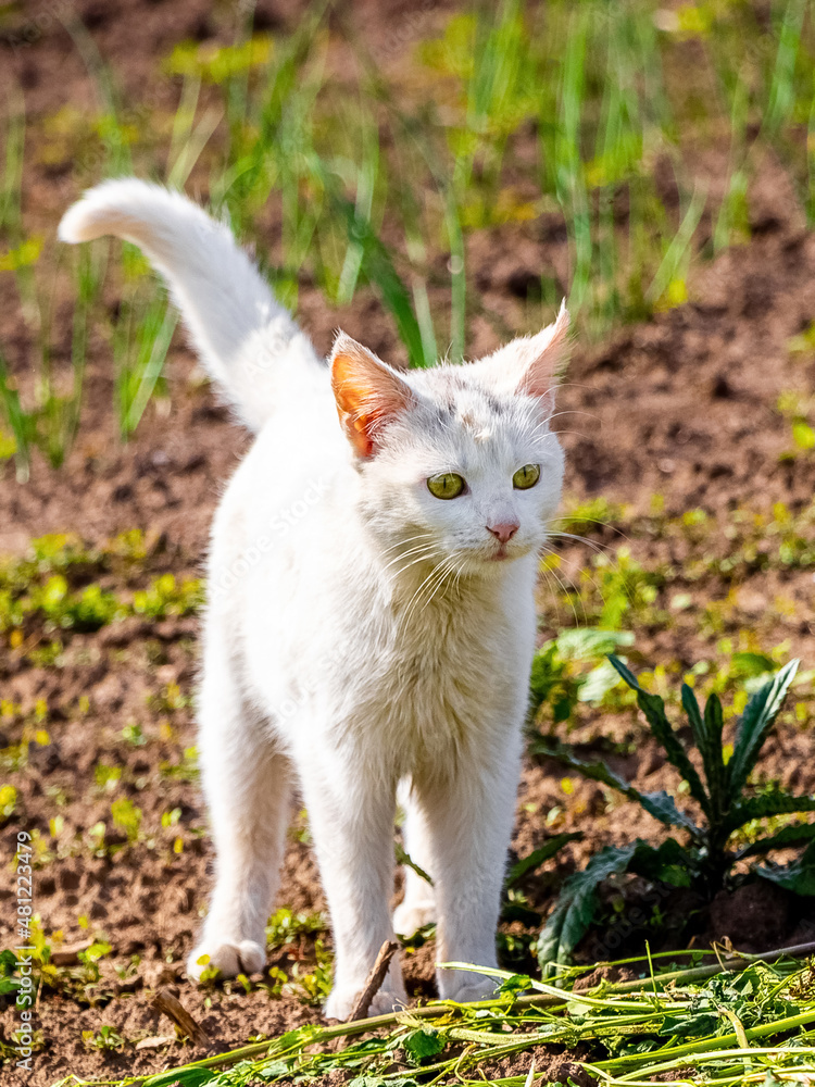 White cat walks in the garden on a sunny spring day