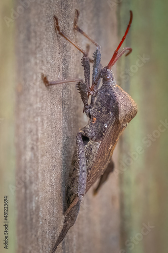 A Giant Leaf-footed bug (Acanthocephala declivis) stands still for a pose. Tracy City, TN. photo