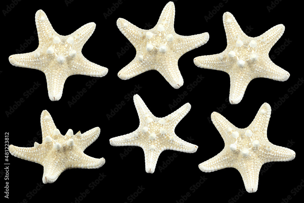 set, starfish isolated from background set, starfish isolated from background
