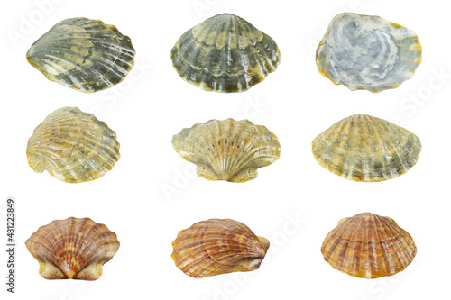 set seashell sea, shell, conch, on white background	
