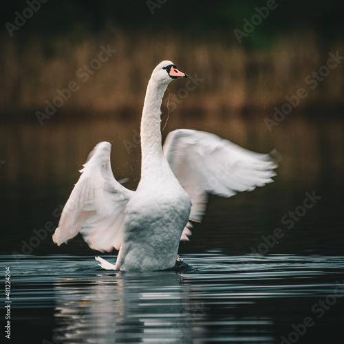 swan on the lake