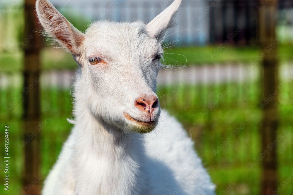 White goat on a blurred background in sunny weather, goat portrait