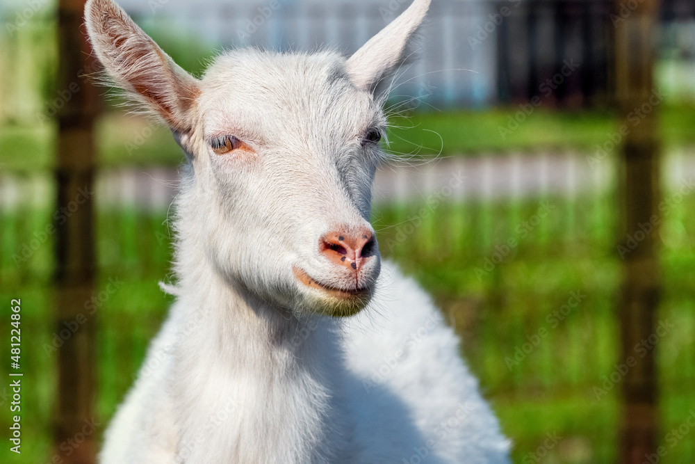 White goat on a blurred background in sunny weather, goat portrait White goat on a blurred background in sunny weather, goat portrait