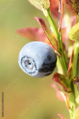 Closeup on one berry of European blueberry Vaccinium myrtillus photo