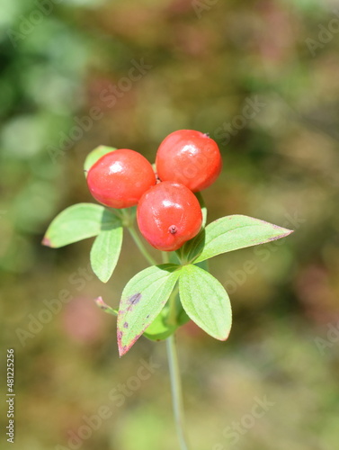 Red berries on a Dwarf cornel plant Cornus suecica photo