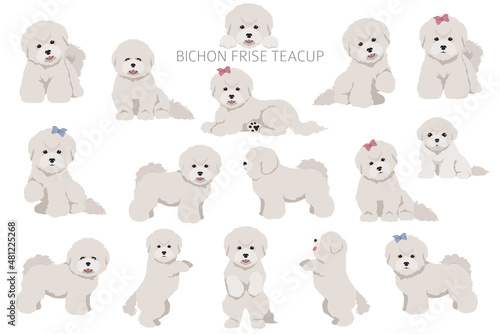 Slika na platnu Bichon frise Teacup clipart. Different coat colors and poses set