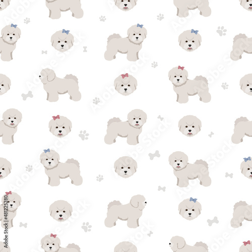 Bichon frise Teacup seamless pattern. Different coat colors and poses set