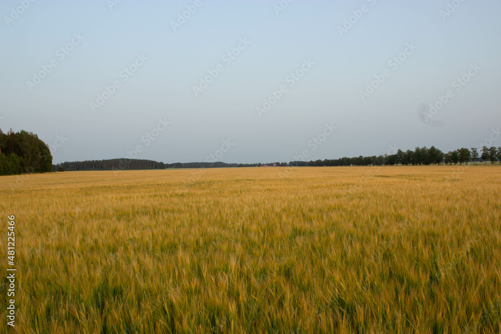 Golden wheat field on the background of warm summer sun and blue sky with white clouds. trees leaves to the horizon. Beautiful summer landscape.
