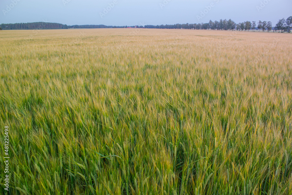 Golden wheat field on the background of warm summer sun and blue sky with white clouds. trees to the horizon. Beautiful summer landscape. Golden wheat field on the background of warm summer sun and blue sky with white clouds. trees to the horizon. Beautiful summer landscape.