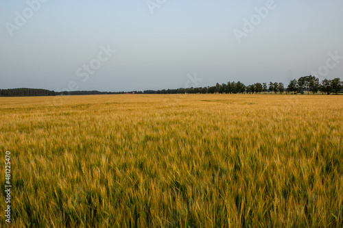 Golden wheat field on the background of warm summer sun and blue sky with white clouds. trees leaves to the horizon. Beautiful summer landscape.