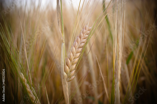 Golden wheat field on the background of warm summer sun and blue sky with white clouds. trees leaves to the horizon. Beautiful summer landscape.