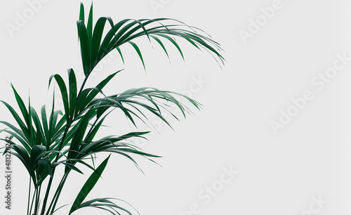 Planta Kentia de color verde intenso . La textura de las hojas tropicales sobre fondo blanco o pared blanca. Ambiente relajante y armonioso.