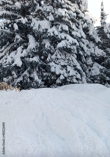 A walk in the forest (park) after a heavy snowfall. Trees covered with snow.