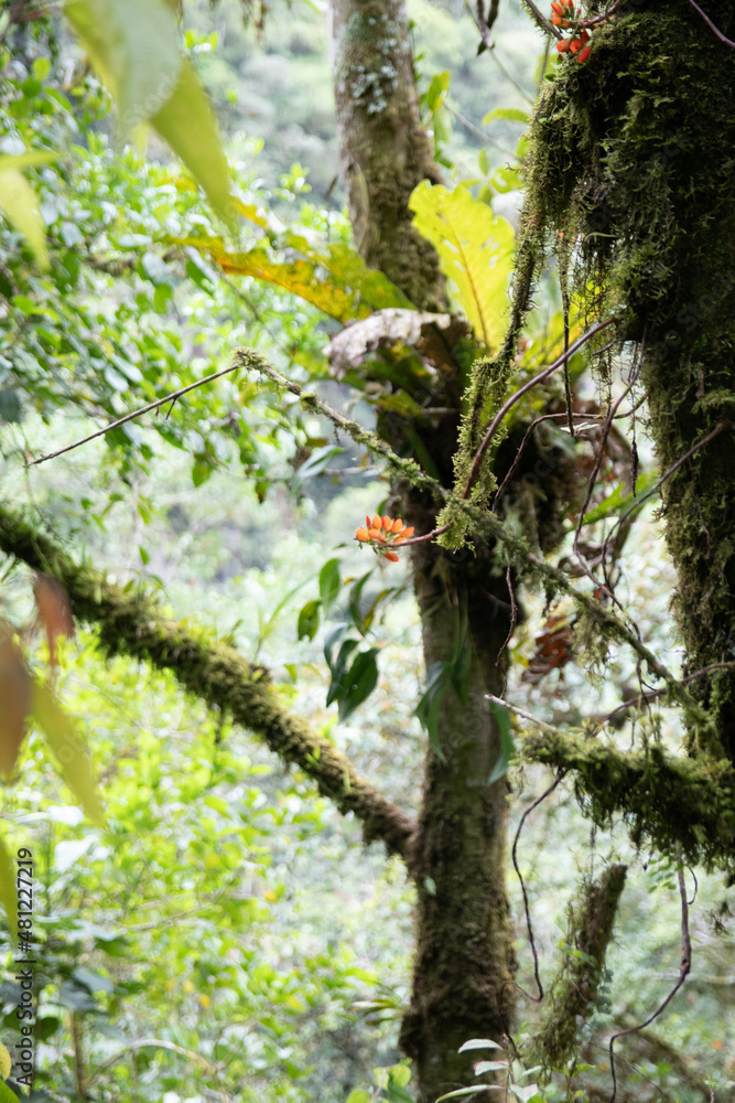 Fototapeta premium tree in the forest