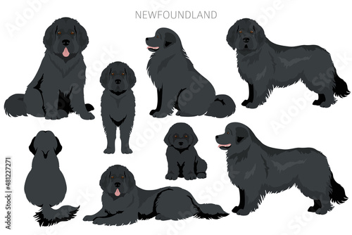 Newfoundland clipart. Different poses, coat colors set