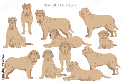 Neapolitan Mastiff, Mastino Neapolitano  clipart. Different poses, coat colors set