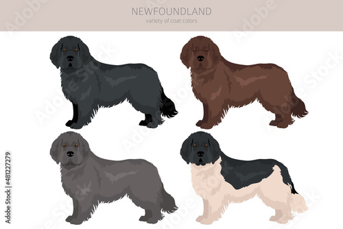 Newfoundland clipart. Different poses, coat colors set