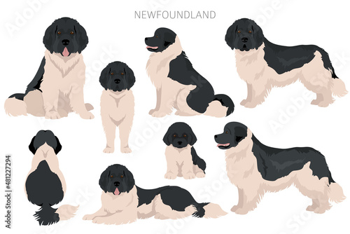 Newfoundland clipart. Different poses, coat colors set