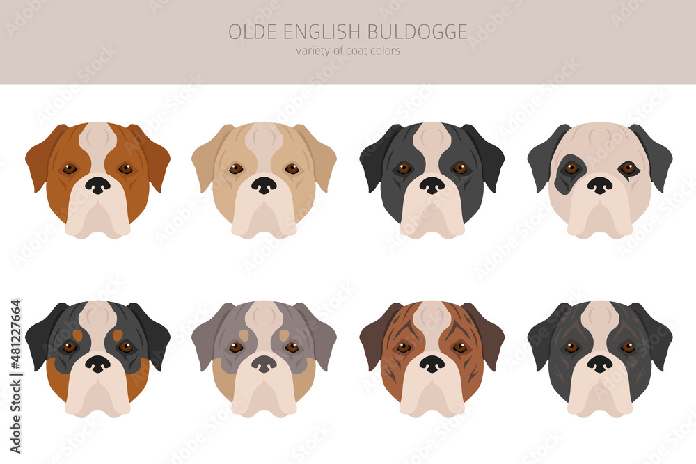 Olde English Bulldogge, Leavitt Bulldog  clipart. Different poses, coat colors set