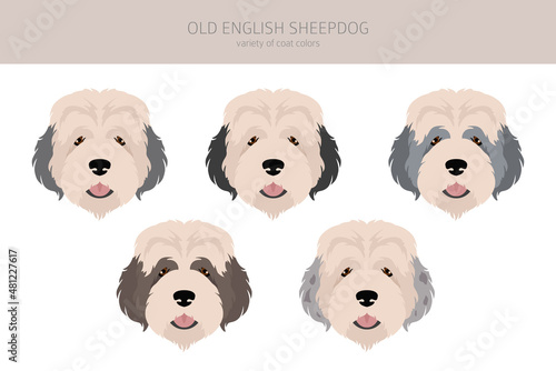 Old English sheepdog clipart. Different poses, coat colors set photo