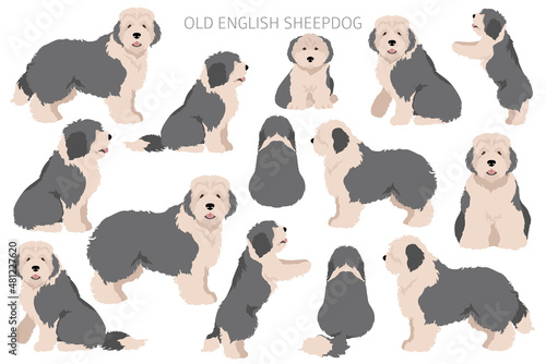 Old English sheepdog clipart. Different poses, coat colors set photo