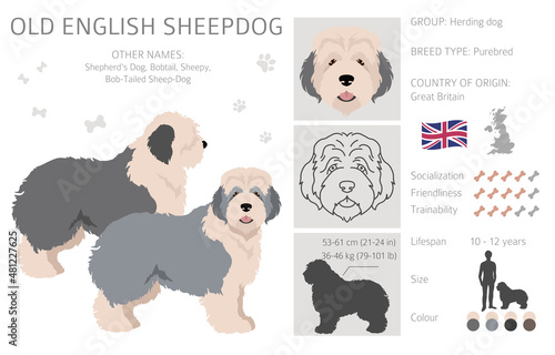 Old English sheepdog clipart. Different poses, coat colors set
