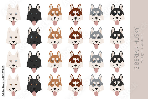 Siberian husky poses, coat colors set.