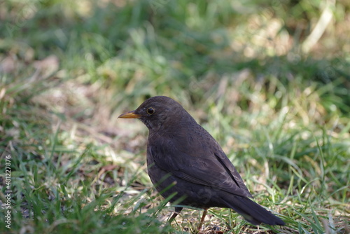 black bird on grass