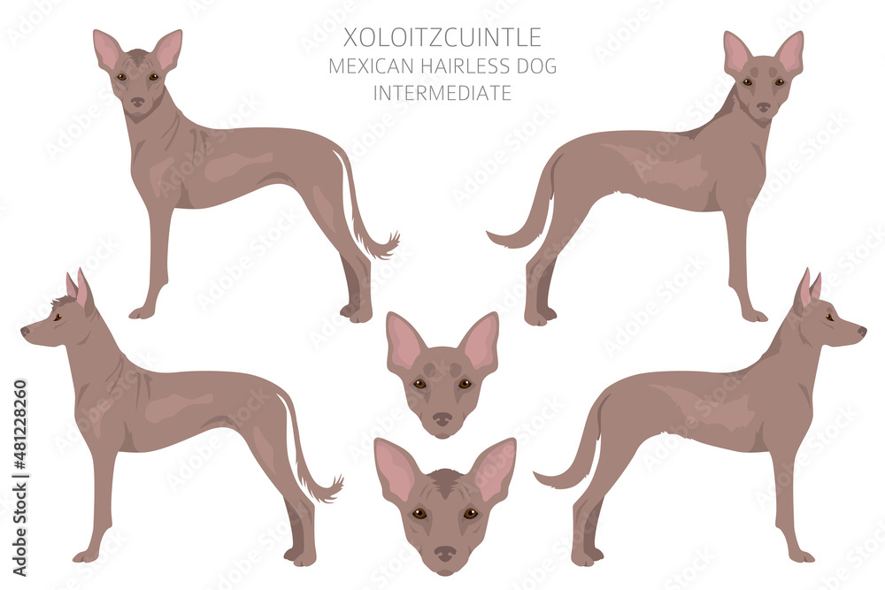 Xoloitzcuintle, Mexican hairless dog intermediate clipart. Different poses, coat colors set