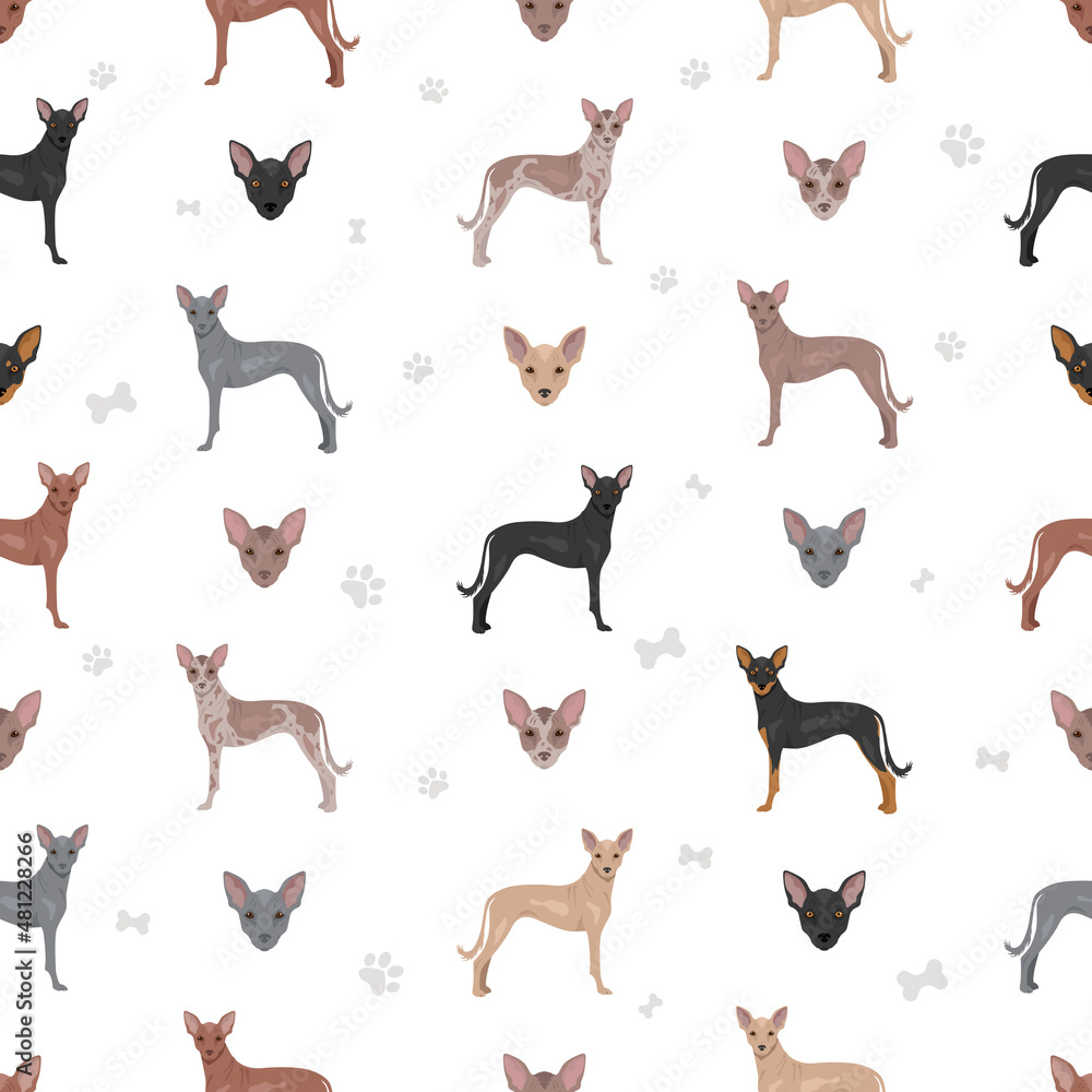 Xoloitzcuintle, Mexican hairless dog intermediate seamless pattern. Different poses, coat colors set