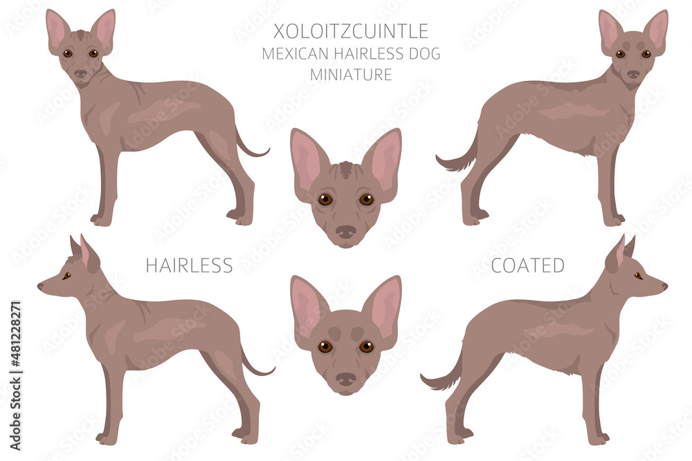 Xoloitzcuintle, Mexican hairless dog miniature clipart. Different poses, coat colors set