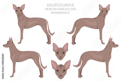 Xoloitzcuintle, Mexican hairless dog intermediate clipart. Different poses, coat colors set