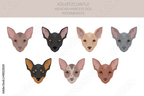 Xoloitzcuintle, Mexican hairless dog intermediate clipart. Different poses, coat colors set