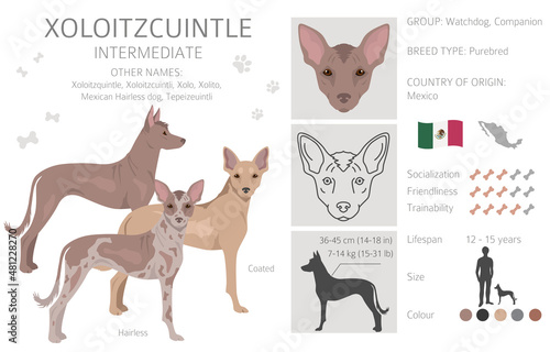 Xoloitzcuintle, Mexican hairless dog intermediate clipart. Different poses, coat colors set